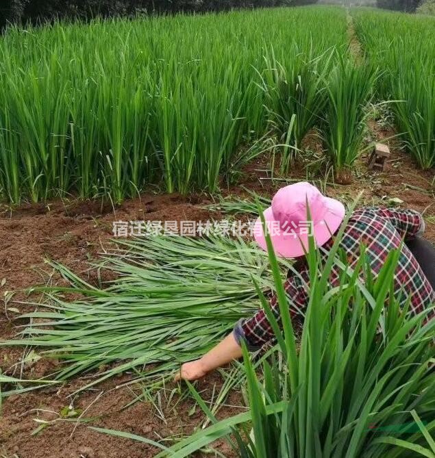 江蘇菖蒲價格 水菖蒲基地 菖蒲低價供應 水菖蒲農(nóng)戶直銷