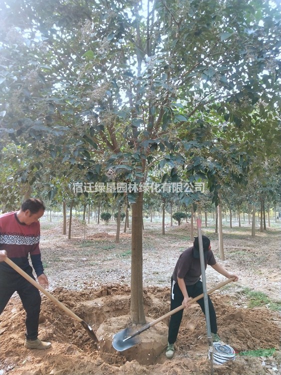 江蘇大葉女貞價格 高桿女貞價格 江蘇大葉女貞低價供應(yīng)