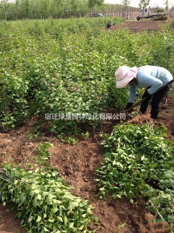 丁香 江蘇丁香價格 江蘇叢生丁香基地直銷 