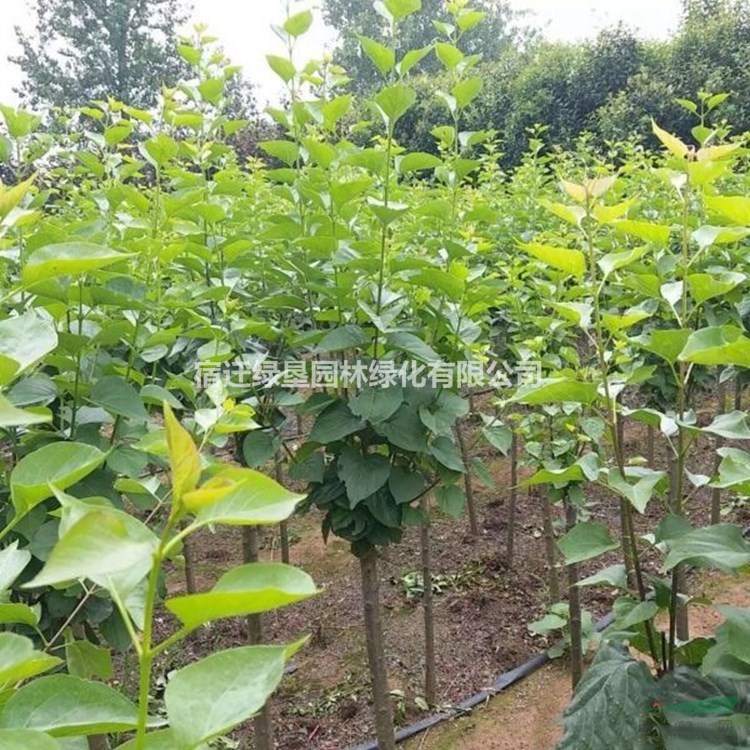 丁香 江蘇丁香價格 江蘇叢生丁香基地直銷 