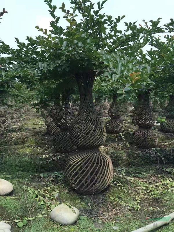 成都精美植物造型哪里    精工紫薇造型小花瓶出售