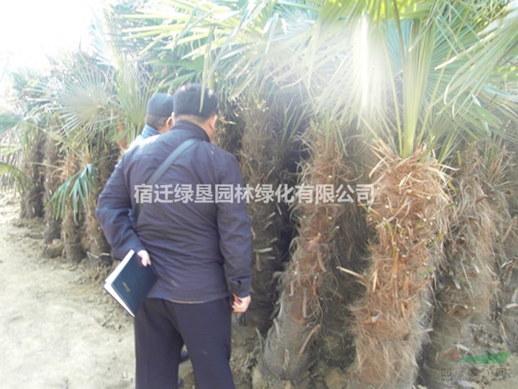 棕櫚 江蘇棕櫚價格 棕櫚樹批發(fā) 棕櫚供應 棕櫚基地