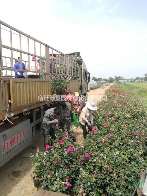 品種月季  月季樹 江蘇地被月季 歐洲月季 紅帽月季基地