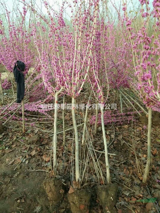 江蘇紫荊花價格 江蘇獨桿紫荊基地 江蘇獨干紫荊供應