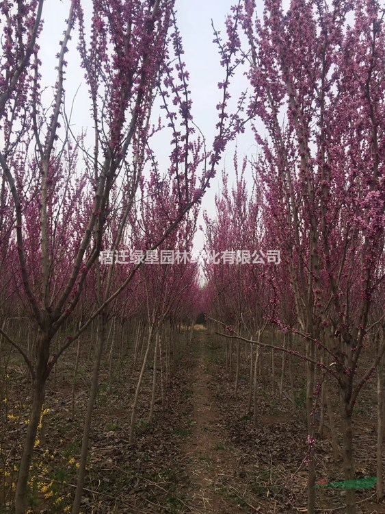 江蘇紫荊花價格 江蘇獨桿紫荊基地 江蘇獨干紫荊供應