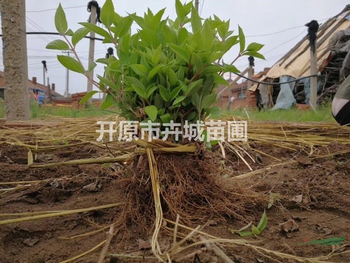 遼寧大花繡球扦插苗根系發(fā)達(dá)木繡球小苗園林綠化灌木