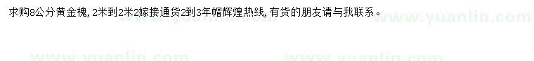 求購8公分黃金槐
