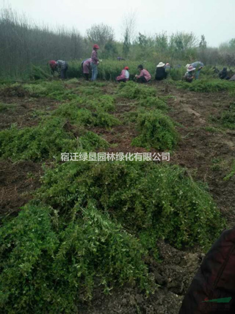黃刺玫基地 黃刺梅價(jià)格 江蘇黃刺玫供應(yīng)