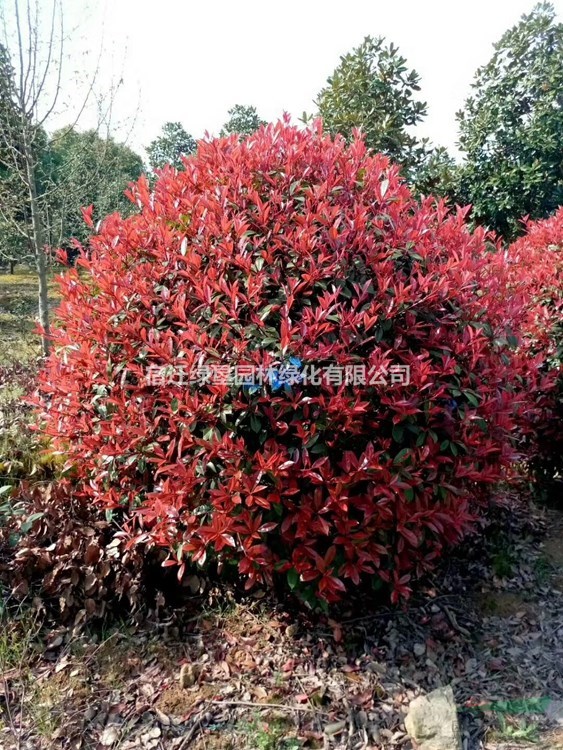 江蘇紅葉石楠球基地 紅葉石楠球價格 大小規(guī)格紅葉石楠球專供