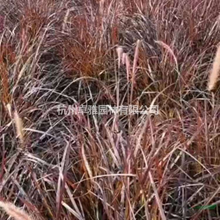 紫穗狼尾草(水生植物,毛球,色塊,工程用苗)