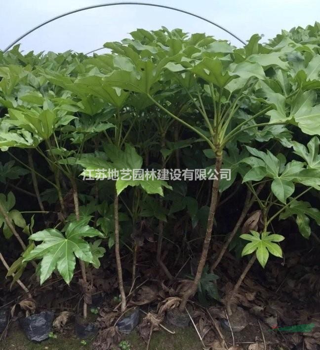 常年供應(yīng)高度30公分、50公分、80公分八角金盤