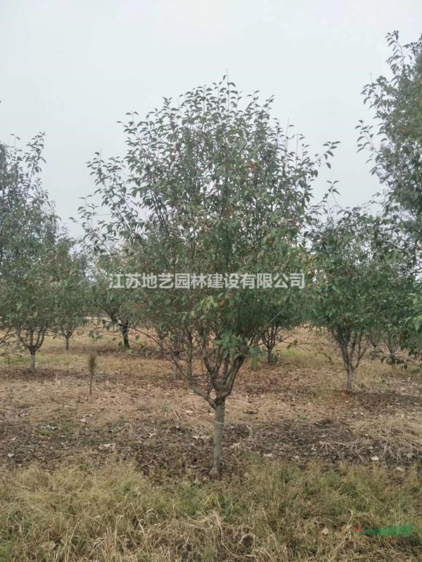 北美海棠行情報(bào)價(jià)-圖片展示-產(chǎn)地直銷-規(guī)格齊全