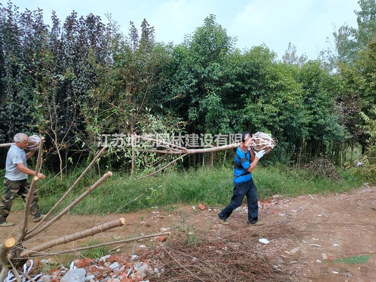 大量供應(yīng)碧桃、碧桃圖片、碧桃苗木基地