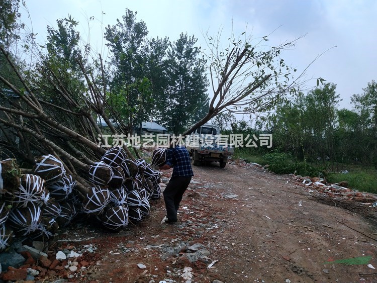 青葉碧桃價格_青葉碧桃產(chǎn)地_青葉碧桃綠化苗木苗圃基地