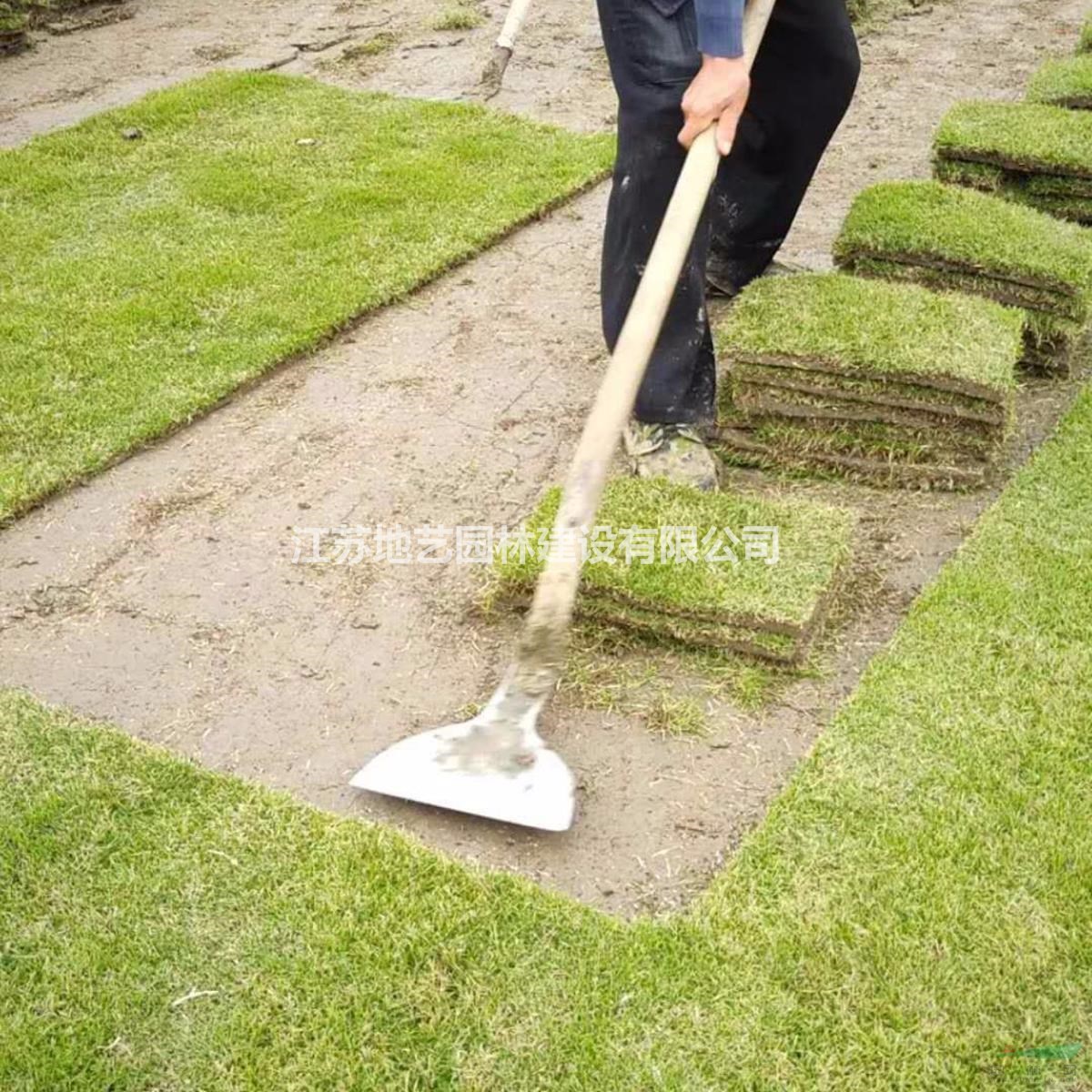 馬尼拉價(jià)格_馬尼拉草坪圖片_馬尼拉產(chǎn)地_馬尼拉草坪基地 