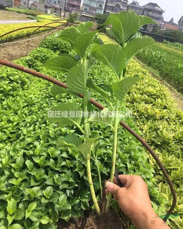 八仙花價格_八仙花圖片_八仙花產地_八仙花綠化苗木苗圃基地