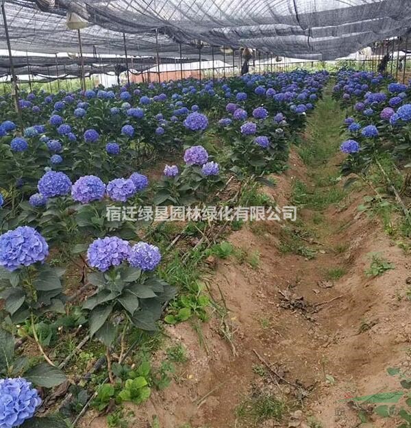 八仙花價格_八仙花圖片_八仙花產地_八仙花綠化苗木苗圃基地