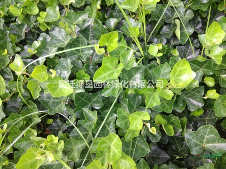 常春藤價格_常春藤圖片_常春藤產(chǎn)地_常春藤綠化苗木苗圃基地