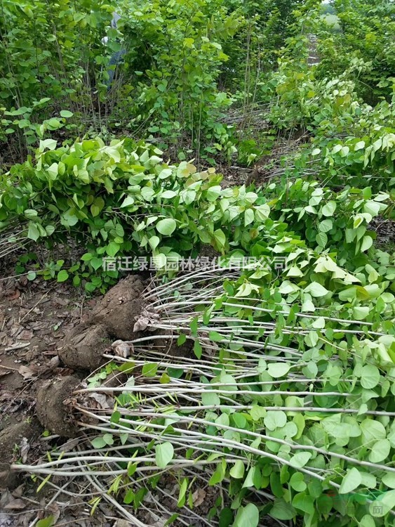 叢生紫荊價(jià)格_叢生紫荊產(chǎn)地_叢生紫荊綠化苗木苗圃基地