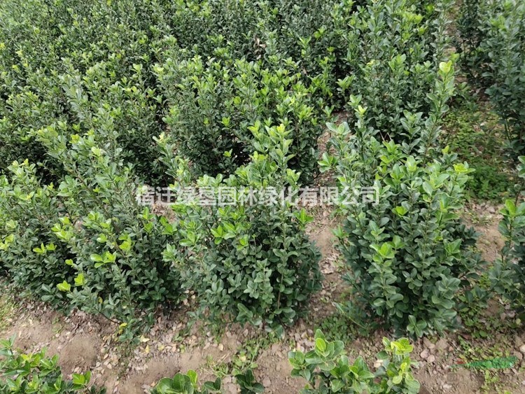 冬青球價格_冬青球圖片_冬青球產(chǎn)地_冬青球綠化苗木苗圃基地
