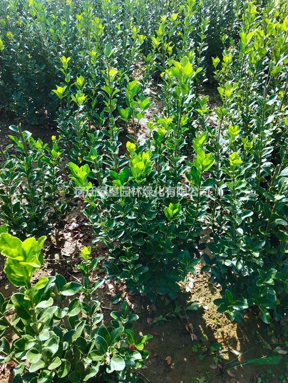 冬青球價格_冬青球圖片_冬青球產(chǎn)地_冬青球綠化苗木苗圃基地