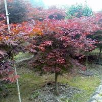 紅楓價格_紅楓圖片_紅楓產(chǎn)地_紅楓綠化苗木苗圃基地