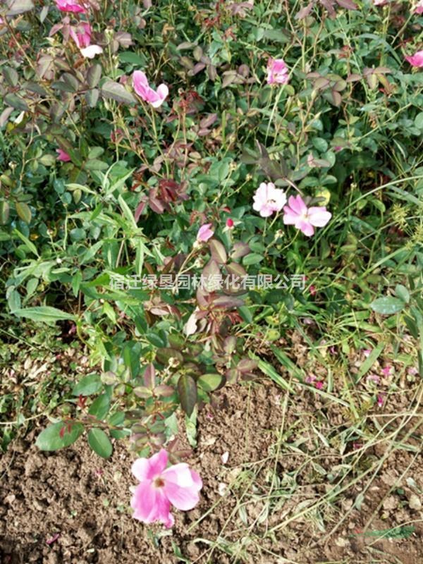 豐花月季價(jià)格_豐花月季產(chǎn)地_豐花月季綠化苗木苗圃基地