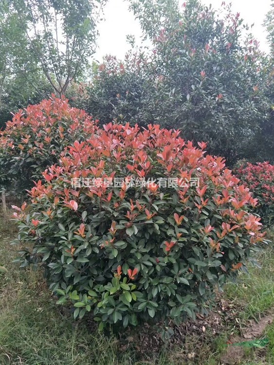 紅葉石楠球價格_紅葉石楠球產(chǎn)地_紅葉石楠球綠化苗木苗圃基地