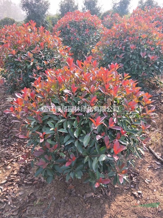 紅葉石楠球價格_紅葉石楠球產(chǎn)地_紅葉石楠球綠化苗木苗圃基地