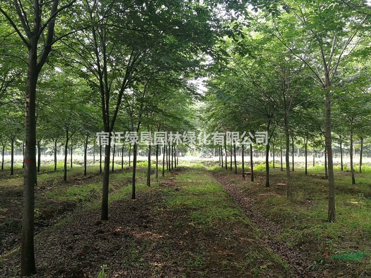 櫸樹價(jià)格_櫸樹圖片_櫸樹產(chǎn)地_櫸樹綠化苗木苗圃基地