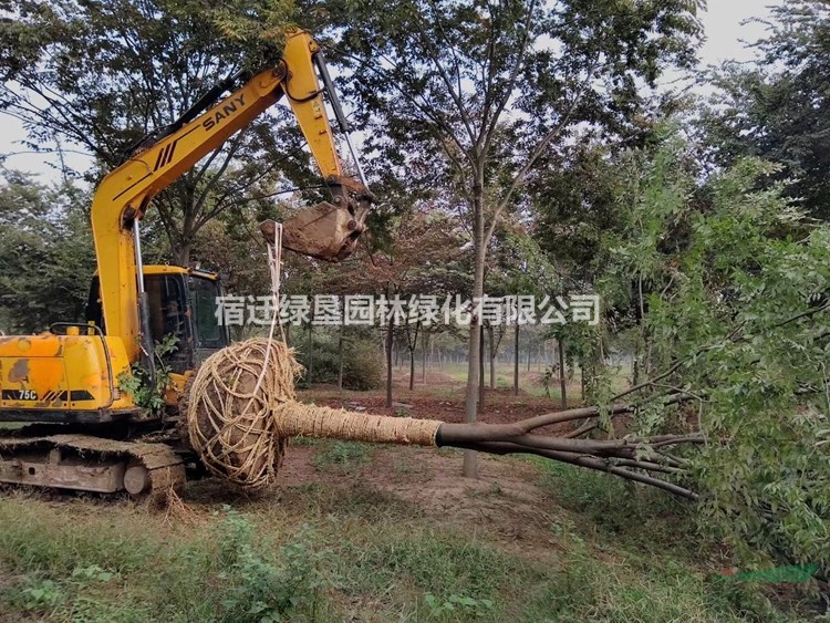 櫸樹價(jià)格_櫸樹圖片_櫸樹產(chǎn)地_櫸樹綠化苗木苗圃基地