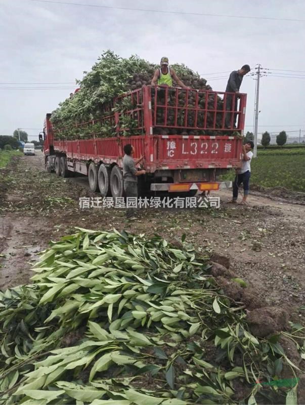 江蘇法國(guó)冬青價(jià)格 江蘇法青基地直銷(xiāo) 法國(guó)冬青批量供應(yīng)