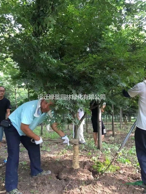 江蘇紅楓價(jià)格 中國紅楓基地 大小規(guī)格紅楓 紅楓供應(yīng)