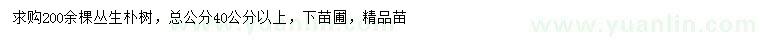 求購(gòu)40公分以上叢生樸樹(shù)