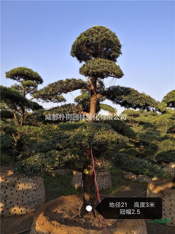 成都羅漢松基地批發(fā)10-20公分精品羅漢松價(jià)格優(yōu)惠