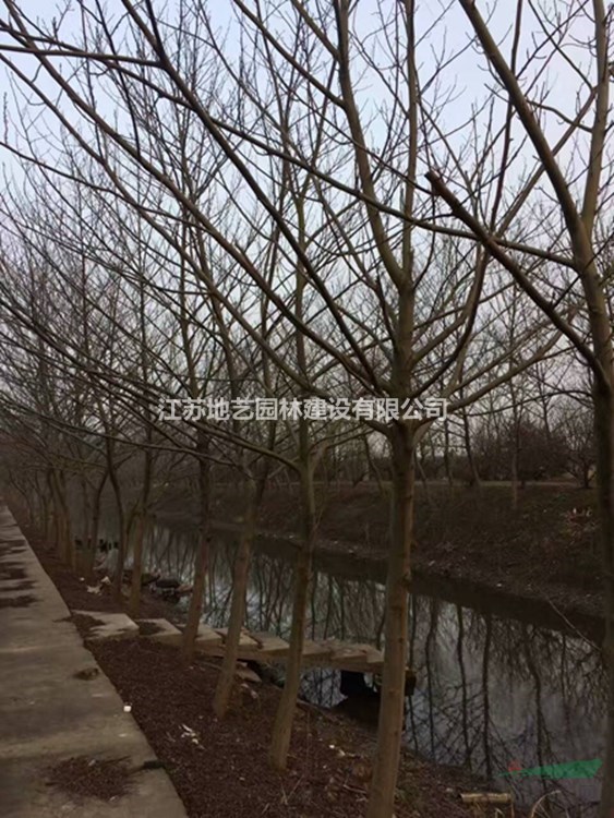 常年供應(yīng)米徑(胸徑)5公分、7公分、10公分、15公分楓楊