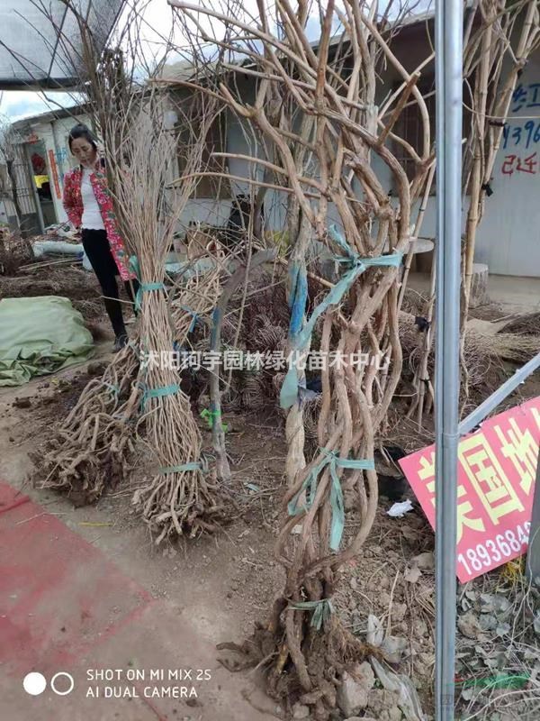 江蘇沭陽凌霄哪里便宜/江蘇凌霄行情報價