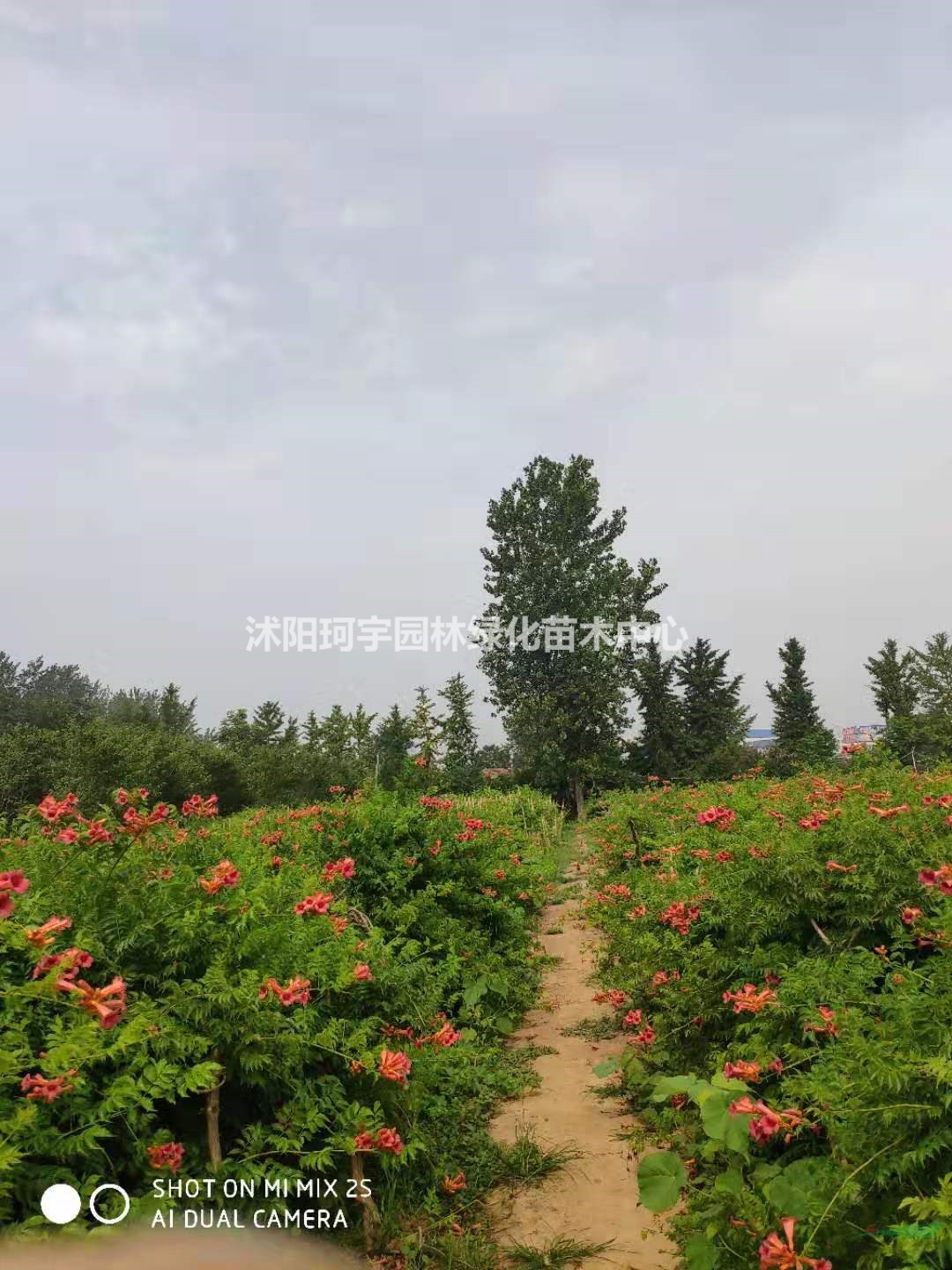 江蘇沭陽凌霄哪里便宜/江蘇凌霄行情報價