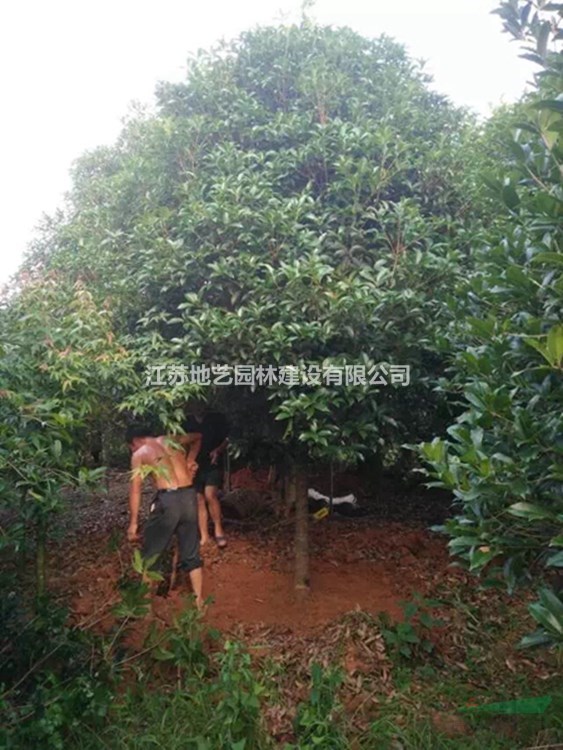 大量出售桂花、桂花價格、桂花圖片、桂花種植基地
