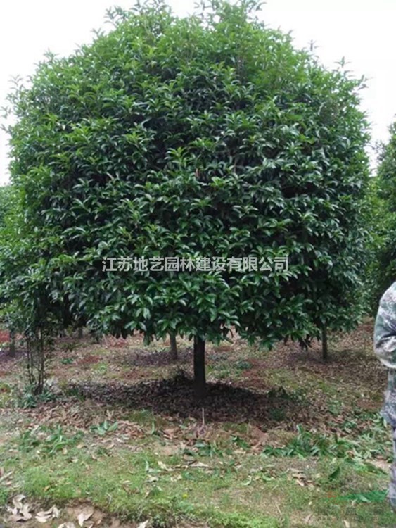 大量出售桂花、桂花價格、桂花圖片、桂花種植基地