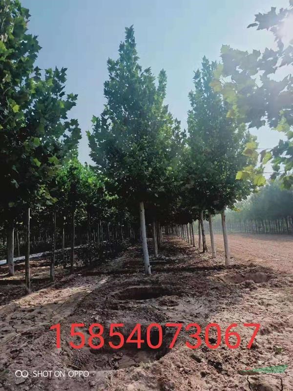 菏澤18公分法桐價格 20公分法桐價格 綠化苗木