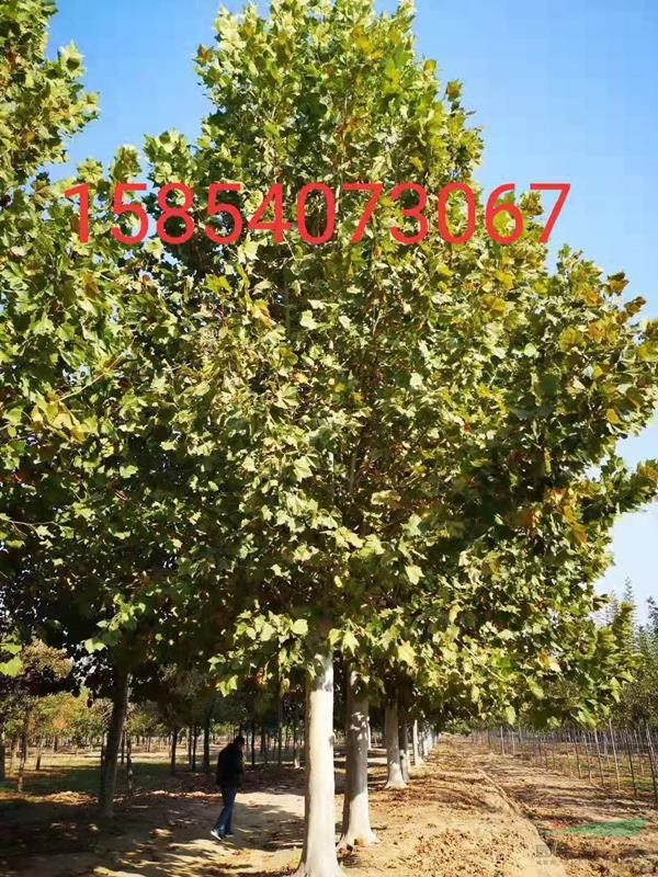 菏澤18公分法桐價格 20公分法桐價格 綠化苗木