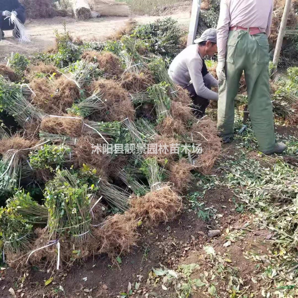 水腊价格/水腊产地/绿篱水腊图片/水腊种植介绍