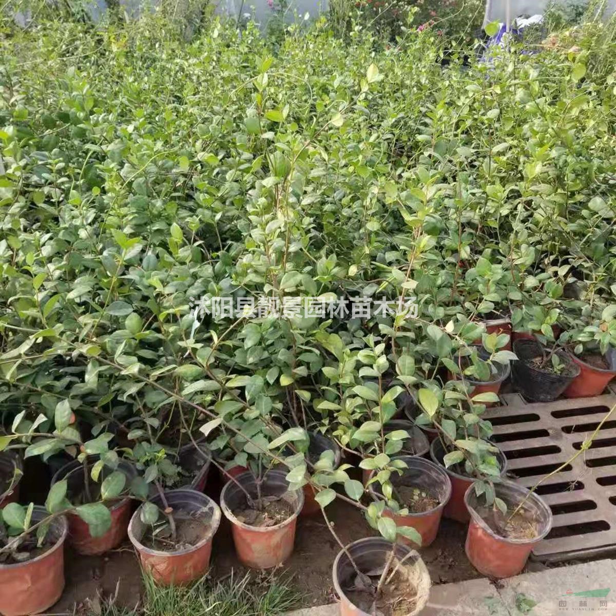 银丝茉莉价格/银丝茉莉产地/银丝茉莉图片/银丝茉莉特征介绍