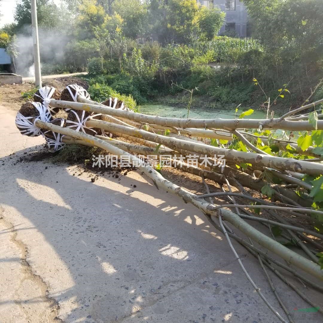 宿迁法桐树小苗/法桐产地/法桐8公分粗/法桐及时报价