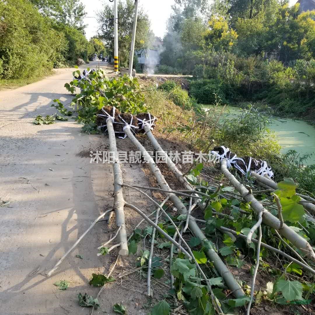 宿迁法桐树小苗/法桐产地/法桐8公分粗/法桐及时报价