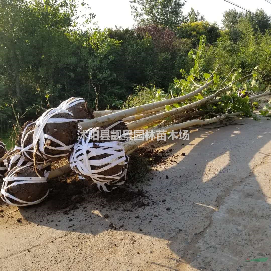 宿迁法桐树小苗/法桐产地/法桐8公分粗/法桐及时报价