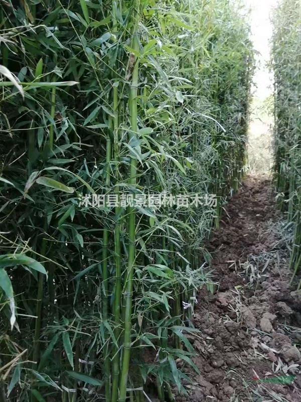 沭阳青竹价格/2公分竹子产地/竹子品种介绍