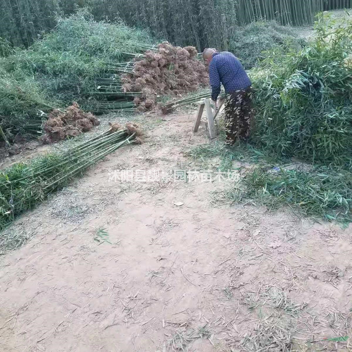 沭阳青竹价格/2公分竹子产地/竹子品种介绍