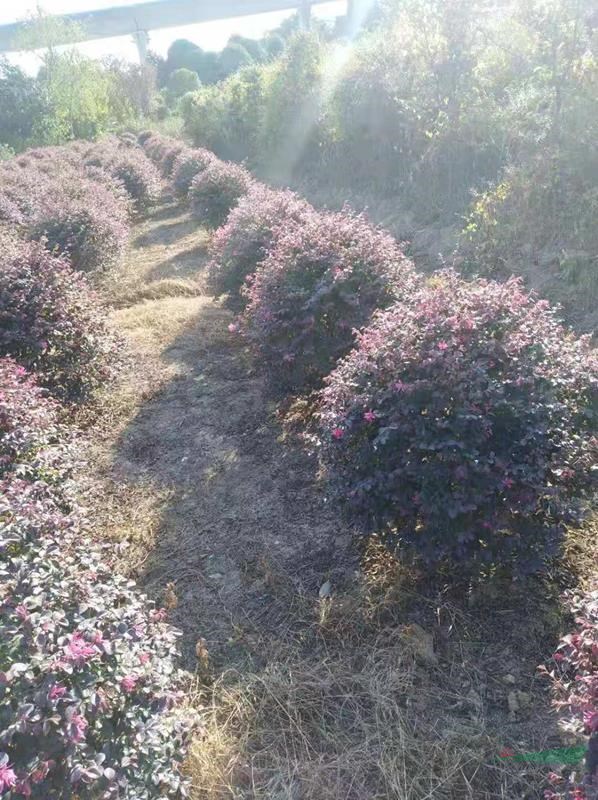 湖南红花继木球金森女贞球小叶女贞球茶花球